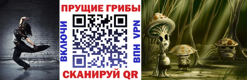 Купить где  Бавлы  Псилоцибиновые грибы Psilocybe 